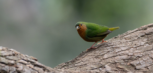 Tawny-breasted Parrotfinch (Erythrura hyperythra), photo 1