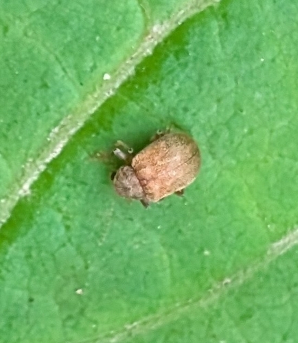 Asian Oak Leaf Beetle photo 4