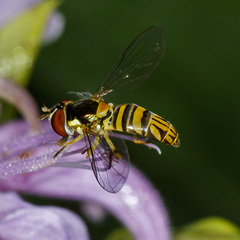 Allograpta obliqua