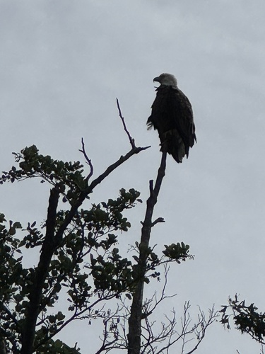 Bald Eagle