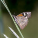 Mariposas Pinocho - Photo (c) Alan Wells, algunos derechos reservados (CC BY-NC), subido por Alan Wells