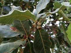 Quercus tuberculata