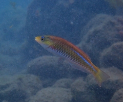 Socorro Wrasse photo 1