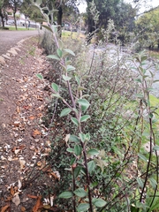 Cotoneaster acuminatus