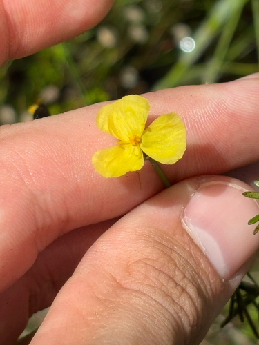 grassleaf yellow-eyed grass (Xyris baldwiniana)