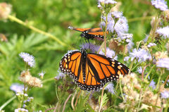Danaus plexippus