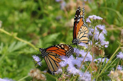 Danaus plexippus