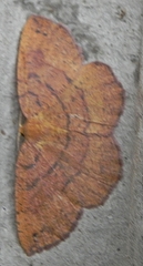 Apodrepanulatrix liberaria