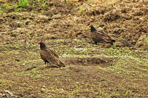 Turkey Vulture photographed in Pennsylvania