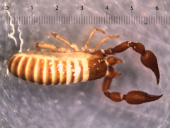 Neobisiidae