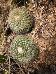 Mammillaria petrophila