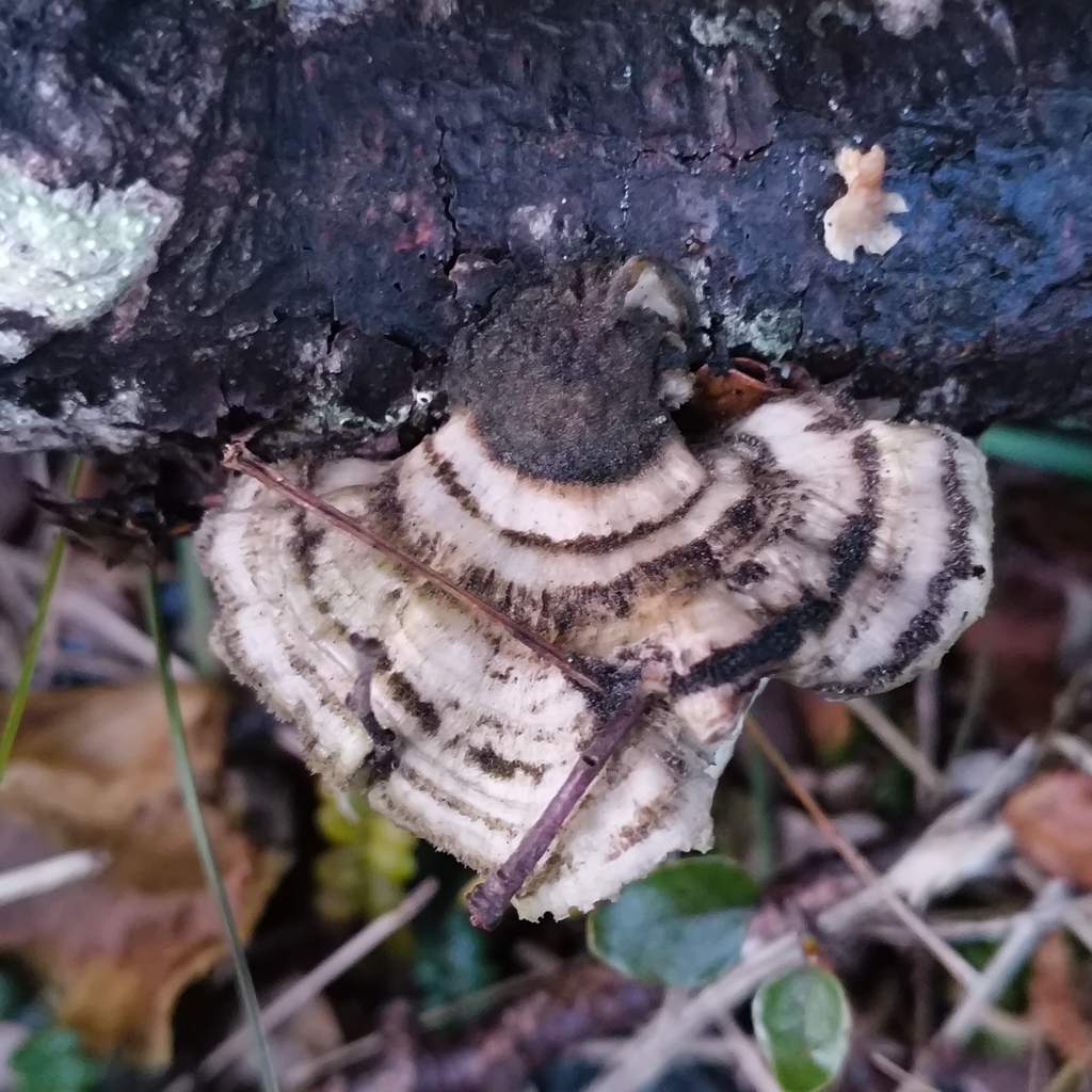 Trametes · June 2025 · photo: © zedt (iNaturalist, cc-by)