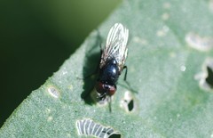 Diptera
