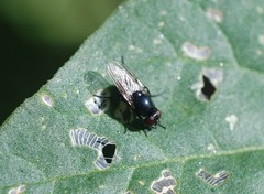 Diptera