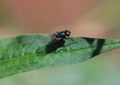Diptera
