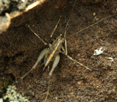 Pleioplectron simplex