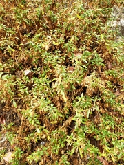 Diplacus grandiflorus