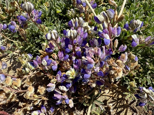 Varied Lupine (Lupinus variicolor)