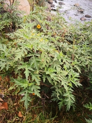 Ambrosia arborescens