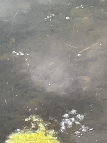 iNaturalist observation 2025-06-15