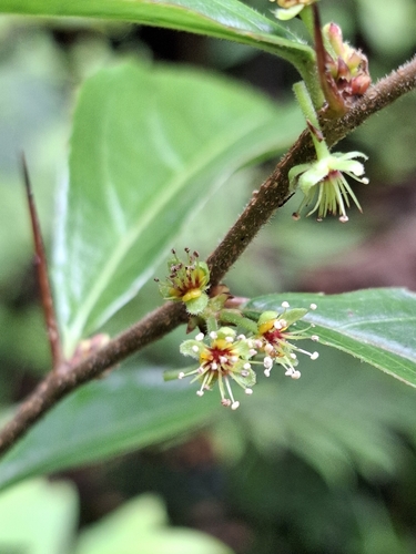 Xylosma characantha