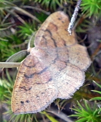 Apodrepanulatrix liberaria