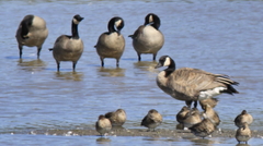 Branta canadensis parvipes