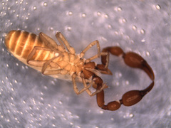 Neobisiidae