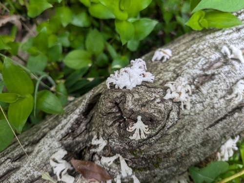 Schizophyllum commune