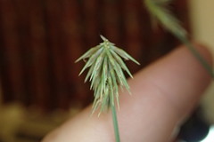 Cyperus plukenetii