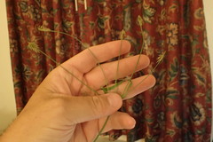 Cyperus plukenetii