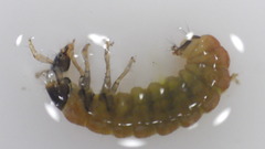 Glossosomatidae
