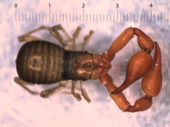 Neobisiidae
