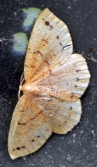 Apodrepanulatrix liberaria