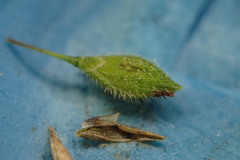 Kellochloa brachyantha