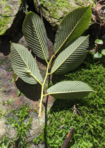 Alishan elm (Ulmus uyematsui)