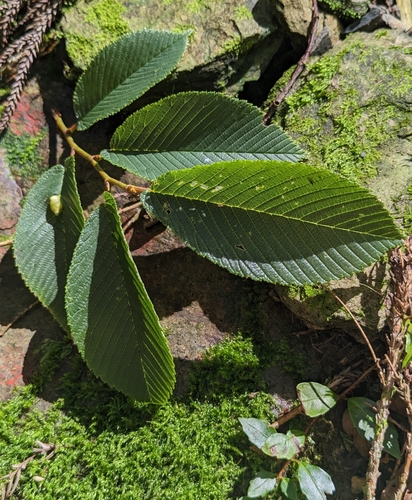 Ulmus uyematsui, photograph 2