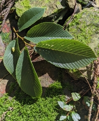 Ulmus uyematsui, photograph (c) 許文俊, some rights reserved (CC BY-SA)