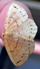 Apodrepanulatrix liberaria