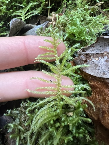 Pseudoscleropodium purum, 2025-06-14