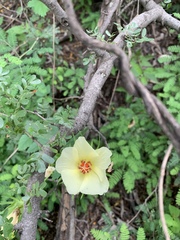 Hibiscus coulteri