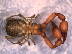Neobisiidae