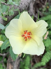 Hibiscus coulteri