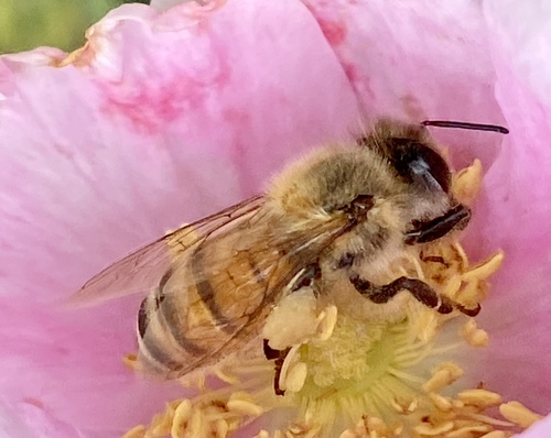 iNaturalist observation photo of Western Honey Bee