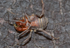Triaenonychidae