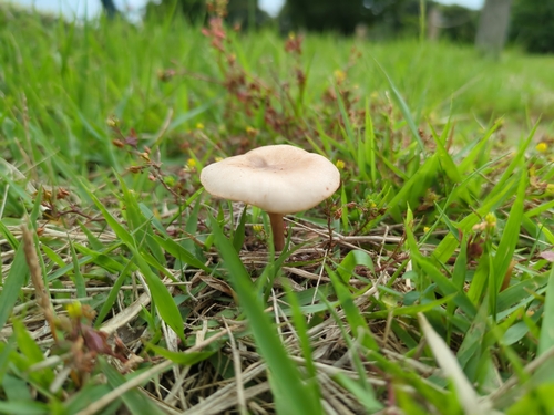 Leucoagaricus meleagris