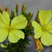 Oenothera Sect. Oenothera - Photo (c) lilcar, some rights reserved (CC BY-NC), uploaded by lilcar
