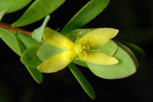 St. Andrew's cross (Hypericum hypericoides)