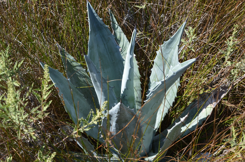 century plants (Genus Agave)  iNaturalist