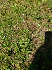Persicaria hirsuta